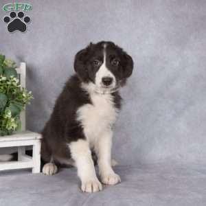 Benji, Border Collie Puppy